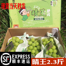 现货晴王葡萄阳光玫瑰香印青提2 3串2.3斤日本引种无籽提子