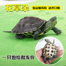 呈宝龟 小乌龟活体花草杂花龟苗草龟宠物观赏水龟镇宅招财巴西