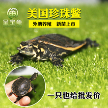 呈宝龟 美国珍珠鳖中华长寿鳖鸿运鳖甲鱼长寿观赏甲鱼乌龟活体