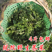 饺子馅 4斤 包邮 新鲜带根荠菜 现挖现卖 地菜 露天新鲜野生荠菜