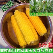 新鲜苞米柏袅闶潮可玉米笨棒子黄玉米老式山东农家特产老玉米柏邮