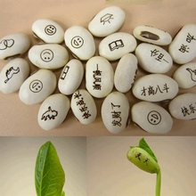 神奇刻字爱情魔豆种子创意祝福迷你植物带字印有字桌面种植小盆栽