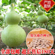 天然宝葫芦籽手捻大中小葫芦种子 阳台观赏 盆栽 藤蔓植物包邮
