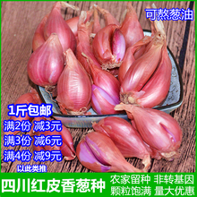 包邮四川小香葱头500g新鲜盆栽四季葱红紫皮火头葱种子熬葱油酥苗
