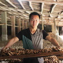 农家自产不开伞茶树菇250克干货 茶树菇 本月刚采茶树菇干货特产