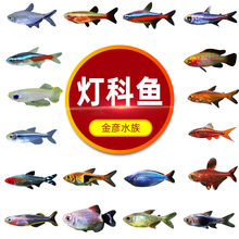 包邮 灯科鱼活体热带观赏鱼宝莲灯淡水金鱼孔雀小型红绿灯金彦水族