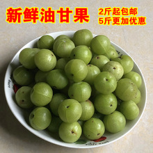 新鲜采摘油柑子油甘果孕妇酸水果牛甘果余甘子滇橄榄2斤包邮