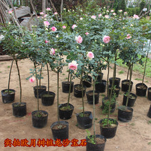 爬藤月季 藤本月季龙沙宝石 粉龙 月季花苗蔷薇花苗 树状龙沙宝石