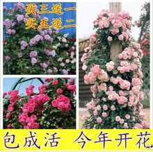 欧洲藤本月季奥斯汀自由精神粉色龙沙宝石攀援花卉