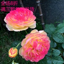 月季粉色龙沙宝石多季节开花 詹森 欧月阳台月季藤本月季花蔷薇