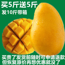 新鲜 包邮 芒果 广西百色小台芒果10斤现摘超甜当季水果台农