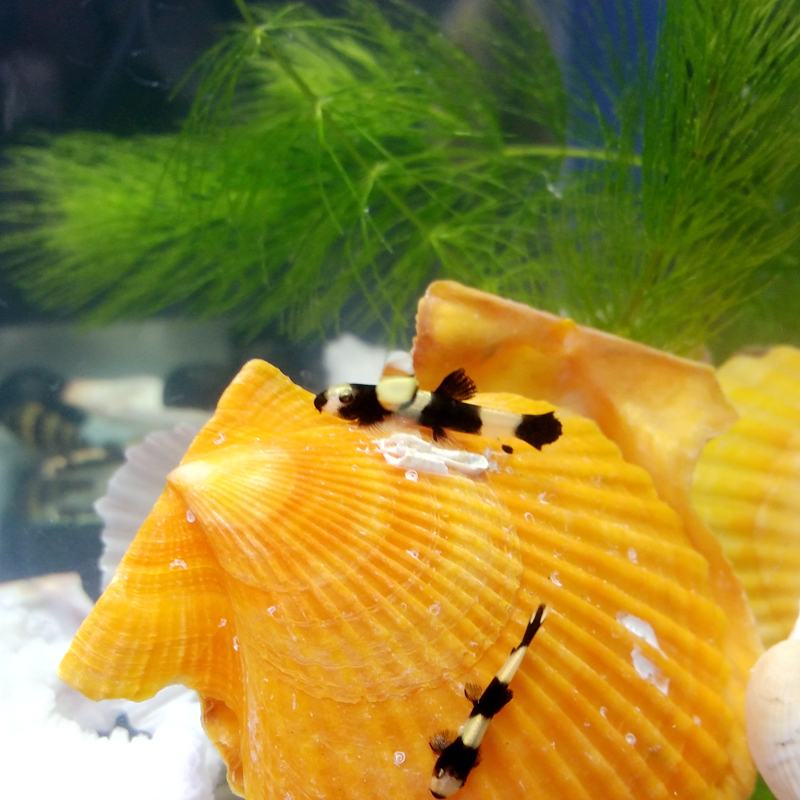 熊猫鳅 活体黑白鳅 草缸 工具鱼观赏虾可混养小