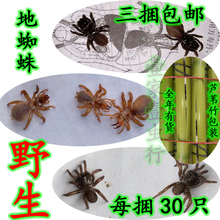 包邮 鸟活虫提性长膘野生 地蜘蛛活体地黄牛袋蜘蛛山口袋壁口袋3捆