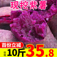紫薯带箱10斤新鲜农家小蜜薯香薯糖心板栗红薯沙地小山芋地瓜番薯