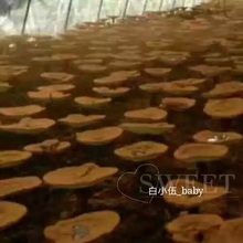 包邮 赤灵芝孢子粉250g灵芝孢子粉正品 白小伍 头道粉 长白山