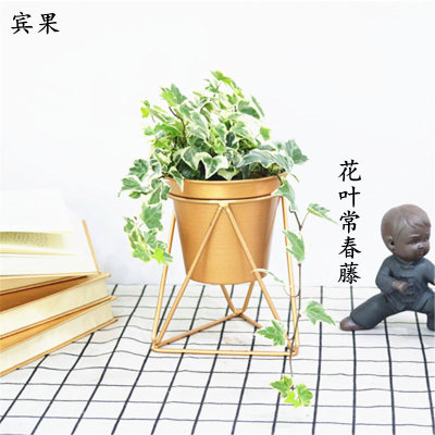 绿植铁花架排行