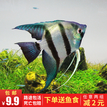 热带鱼七彩神仙观赏鱼金鱼淡水燕鱼斑马陨石黑神仙好养易活宠物鱼