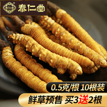 秦仁堂青海玉树野生虫草0.5克1根西藏那曲 预售新鲜冬虫夏草10根装