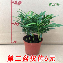 小米罗汉松苗盆栽雀舌大盆景室内外植物四季常青桌面绿植下山树桩