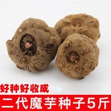 发二代魔芋苗5斤装 包邮 云南新鲜魔芋种子高产花魔芋
