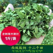包邮 辣木叶500克 辣木干叶片自然晾晒辣木叶茶云南野生辣木籽叶茶