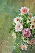 牡丹芍药家居鲜花 一周发货全国顺丰 Miss棠牡丹花花材团购
