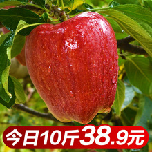 包邮 甘肃天水花牛新鲜苹果水果胜红富士苹果美国蛇果孕妇水果10斤