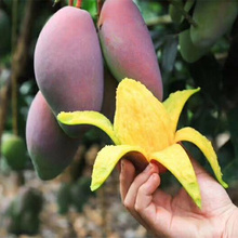 当季水果新鲜芒果青皮整箱5斤小红金龙青 22个以内 贵妃芒芒果