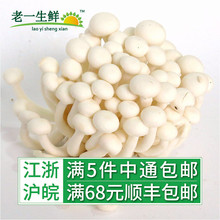 新鲜菌菇 新鲜白玉菇150g 老一生鲜