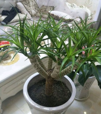 大型盆景客厅特价精选