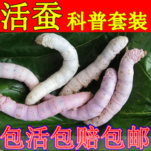 送新鲜桑叶蚕卵包孵化科普养蚕金丝彩色卵包活 蚕宝宝活体活蚕套装