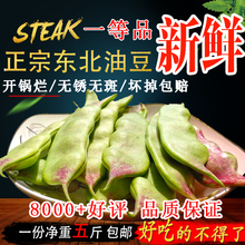 包邮 一点红油豆角面豆角开锅烂农家 东北油豆角特产5斤新鲜蔬菜