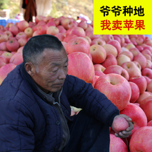 苹果水果10斤应季红富士新鲜当季批发包邮冰糖心一整箱吃的丑萍果