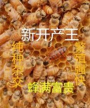高产蜜蜂王活体产卵新蜂王黑色杂交 杂交双色王 双色王 中蜂蜂王