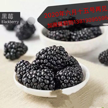 新鲜黑莓水果非蓝莓产地直销125g 4美国桑葚孕妇水果黑树莓覆盆子