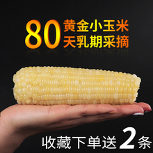 乳期采摘 10送2露茵甜糯小玉米柏粜孪逝从衩渍仇は终真空东北