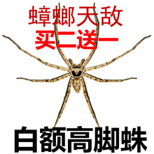 包邮 15cm包活 白额高脚蛛杀吃蟑螂天敌灭小强吃蚊虫宠物蜘蛛活体3