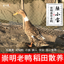 包邮 土鸭 崇明老鸭农家散养3年麻鸭老鸭子水鸭母土鸭活鸭顺丰