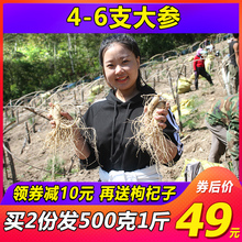 【券后49元】买2份发500g1斤东北长白山人参鲜人参野山参新鲜人参