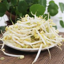 自然泡发 豆芽菜 新鲜蔬菜 短豆芽 密云安心绿豆芽 350G
