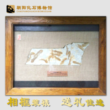 辽西古生物狼鳍鱼化石标本原石摆件地图相框订制装 裱礼盒礼品 热卖