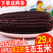 禾久黑糯有机玉米黏粘玉米柏糌包邮 送2条 真空非转基因