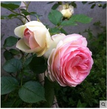 玫瑰花苗 月季苗 粉色龙沙宝石藤本月季花苗 多花蔷薇花苗 欧月