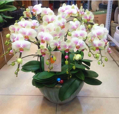 盆栽花卉室内四季开花客厅品牌资讯