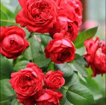 上上花田 藤本红色龙沙宝石爬藤月季花苗 V9盆栽苗 欧月 经典
