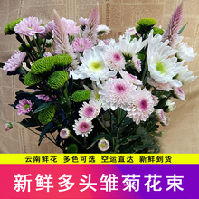 云南鲜花直发小雏菊迷你多头小菊花多色混搭基地速递家庭插花空运