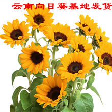包邮 一扎10支同城速递 向日葵鲜花批发云南基地直发包月一周一花