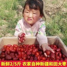 新疆红枣 包邮 和田大枣大红枣正宗非免洗特级枣子新货5斤灰枣特产