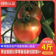 包邮 北京草莓西红柿生吃天然水果番茄孕妇儿童绿色认证自然熟4斤