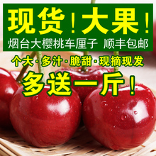 包邮 烟台大樱桃车厘子新鲜水果山东美早现摘现货 实发3斤 2斤送1斤